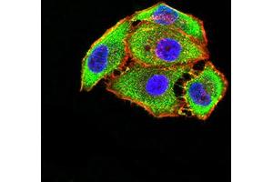 Immunofluorescence (IF) image for anti-Glutamate Receptor, Metabotropic 5 (GRM5) (AA 458-580) antibody (ABIN5611178)