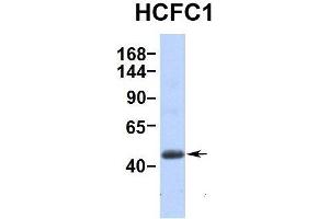 Hum. (HCFC1 antibody  (Middle Region))