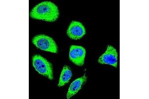 Immunofluorescence (IF) image for anti-Protocadherin gamma Subfamily A, 8 (PCDHGA8) antibody (ABIN2996490) (PCDHGA8 antibody)