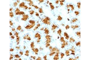 IHC testing of FFPE rat pancreas with Elastase 3B antibody. (Elastase 3B antibody  (AA 82-238))