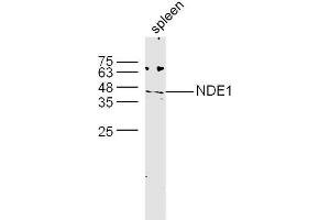 Mouse spleen lysates probed with NDE1 Polyclonal Antibody, unconjugated  at 1:300 overnight at 4°C followed by a conjugated secondary antibody at 1:10000 for 60 minutes at 37°C. (NDE1 antibody)