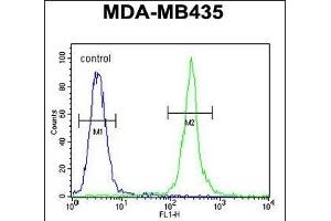MRM1 Antibody (N-term) (ABIN654341 and ABIN2844111) flow cytometric analysis of MDA-M cells (right histogram) compared to a negative control cell (left histogram). (MRM1 antibody  (N-Term))