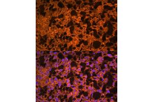 Immunofluorescence analysis of mouse placenta using L antibody  at dilution of 1:100. (LAIR2 antibody  (AA 22-120))
