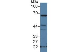Western blot analysis of Mouse Spleen lysate, using Mouse NCF2 Antibody (2 µg/ml) and HRP-conjugated Goat Anti-Rabbit antibody (