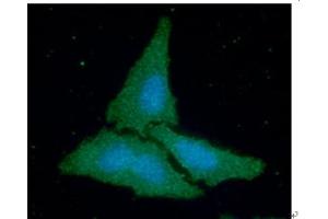ICC/IF analysis of CKB in HeLa cells line, stained with DAPI (Blue) for nucleus staining and monoclonal anti-human CKB antibody (1:100) with goat anti-mouse IgG-Alexa fluor 488 conjugate (Green). (CKB antibody  (AA 1-381))