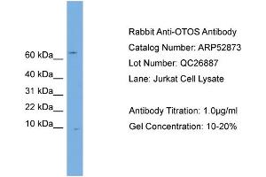 WB Suggested Anti-OTOS  Antibody Titration: 0. (Otospiralin antibody  (N-Term))