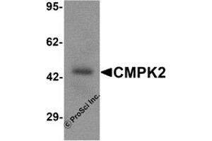 Western Blotting (WB) image for anti-Cytidine Monophosphate (UMP-CMP) Kinase 2, Mitochondrial (CMPK2) (C-Term) antibody (ABIN1077386)