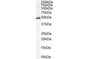 ABIN185607 (1µg/ml) staining of Daudi cell lysate (35µg protein in RIPA buffer). (LEF1 antibody  (Internal Region))