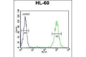 Flow cytometric analysis of HL-60 cells (right histogram) compared to a negative control cell (left histogram). (BLM antibody  (C-Term))