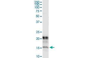 Immunoprecipitation of KCNE1 transfected lysate using anti-KCNE1 monoclonal antibody and Protein A Magnetic Bead , and immunoblotted with KCNE1 MaxPab rabbit polyclonal antibody. (KCNE1 antibody  (AA 1-105))