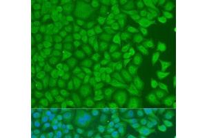 Immunofluorescence analysis of U2OS cells using PCBP1 Polyclonal Antibody at dilution of 1:100. (PCBP1 antibody)