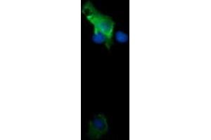 Image no. 1 for anti-Tripartite Motif Containing 38 (TRIM38) (AA 1-265) antibody (ABIN1490679)