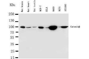 Lane 8:  Cell Lysate (CTNNB1 antibody  (C-Term))
