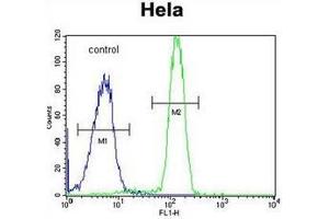 Flow cytometric analysis of Hela cells using SP5 Antibody (C-term) Cat. (SP5 antibody  (C-Term))