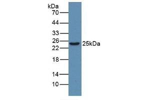 Figure. (HMGB1 antibody  (AA 1-215))