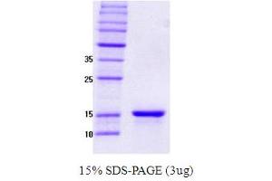 SDS-PAGE (SDS) image for Synuclein, gamma (Breast Cancer-Specific Protein 1) (SNCG) protein (ABIN666849) (SNCG Protein)