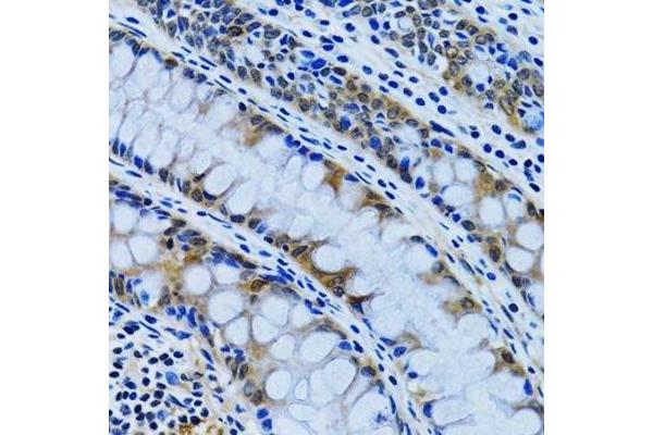 IMPA1 antibody  (AA 1-277)