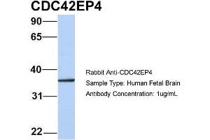 Host: Rabbit Target Name: CDC42EP4 Sample Type: Human Fetal Brain Antibody Dilution: 1. (CDC42EP4 antibody  (N-Term))