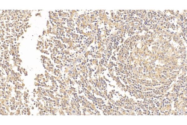 CD35 antibody  (AA 1780-2039)