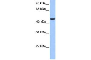 WB Suggested Anti-REXO4 Antibody Titration:  0. (REXO4 antibody  (Middle Region))