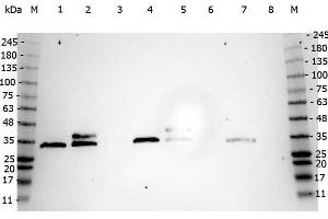Western Blot of Mouse anti-CDC2 (p34) antibody. (CDK1 antibody)
