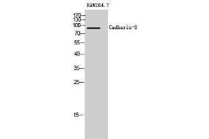 Western Blotting (WB) image for anti-Cadherin 8 (CDH8) (Internal Region) antibody (ABIN3174134) (Cadherin 8 antibody  (Internal Region))