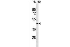 Western Blotting (WB) image for anti-Tektin 1 (TEKT1) antibody (ABIN2998950)