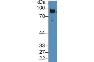PLG antibody  (AA 191-433)