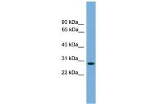 APOLD1 antibody  (AA 179-228)