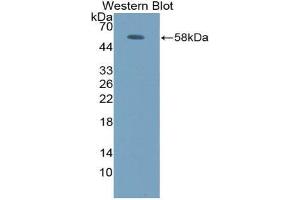Western blot analysis of the recombinant protein. (FOS antibody  (AA 6-240))