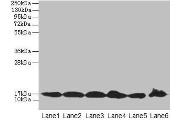 BUD31 antibody  (AA 1-144)