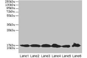 Western blot All lanes: BUD31 antibody at 5 μg/mL Lane 1: Jurkat whole cell lysate Lane 2: Raji whole cell lysate Lane 3: NIH/3T3 whole cell lysate Lane 4: K562 whole cell lysate Lane 5: HepG2 whole cell lysate Lane 6: U251 whole cell lysate Secondary Goat polyclonal to rabbit IgG at 1/10000 dilution Predicted band size: 17, 18 kDa Observed band size: 17 kDa