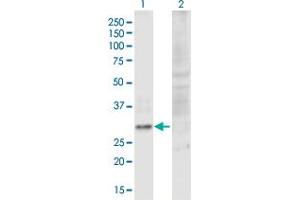 Western Blot analysis of C10orf10 expression in transfected 293T cell line by C10orf10 MaxPab polyclonal antibody. (C10orf10 antibody  (AA 1-212))