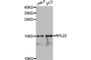 RPL23 抗体  (AA 1-140)
