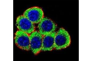 Confocal immunofluorescent analysis of XRCC6 antibody with 293 cells followed by Alexa Fluor 488-conjugated goat anti-rabbit lgG (green). (XRCC6 antibody  (AA 228-254))