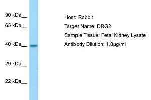 Host: Rabbit Target Name: DRG2 Sample Type: Fetal Kidney lysates Antibody Dilution: 1. (DRG2 antibody  (N-Term))