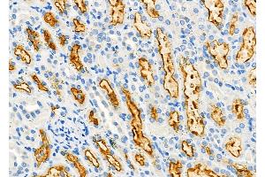 ABIN6263739 and ABIN6277291 at 1/100 staining Rat kidney tissue by IHC-P. (NRP2 antibody  (N-Term))