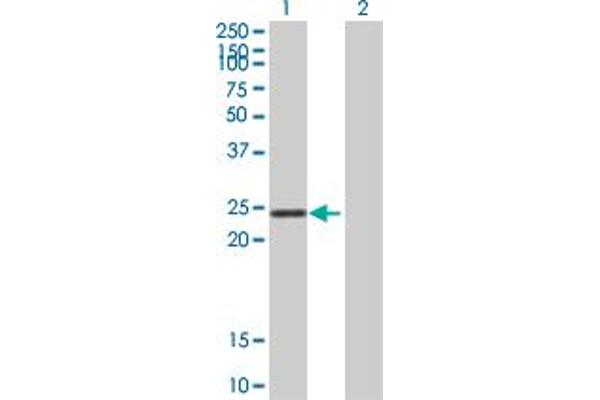 STYX antibody  (AA 1-223)