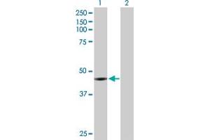 Western Blot analysis of CCNE2 expression in transfected 293T cell line by CCNE2 MaxPab polyclonal antibody. (Cyclin E2 antibody  (AA 1-404))
