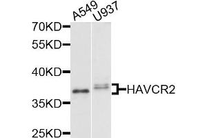 Western blot analysis of extracts of various cells, using HAVCR2 antibody. (TIM3 antibody)