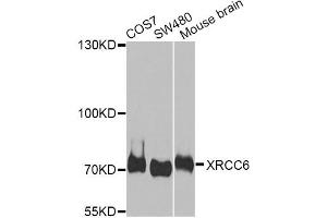 Western blot analysis of extracts of various cell lines, using XRCC6 antibody. (XRCC6 antibody)