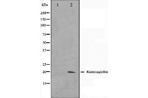 Western blot analysis on HepG2 cell lysate using Mammaglobin Antibody. (Mammaglobin A antibody  (Internal Region))