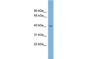 WB Suggested Anti-TFDP3 Antibody Titration: 0. (TFDP3 antibody  (Middle Region))
