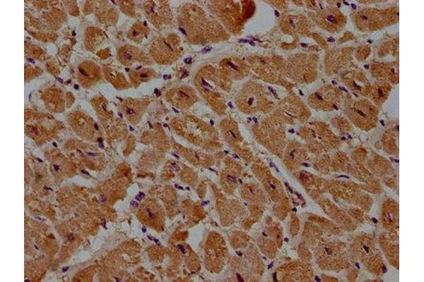 DIXDC1 antibody  (AA 70-333)