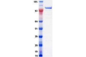 Validation with Western Blot (DHX8 Protein (Myc-DYKDDDDK Tag))