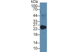 Western Blot; Sample: Porcine Heart lysate; Primary Ab: 3µg/ml Rabbit Anti-Human MYL3 Antibody Second Ab: 0. (MYL3/CMLC1 antibody  (AA 5-181))