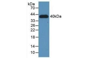Western Blotting (WB) image for anti-Hypoxia Inducible Factor 1, alpha Subunit (Basic Helix-Loop-Helix Transcription Factor) (HIF1A) (AA 218-506) antibody (ABIN7439318)