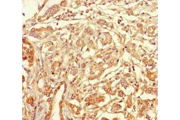 Tetraspanin 7 antibody  (AA 113-223)