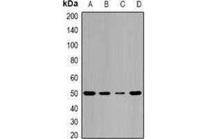 Western blot analysis of Pontin 52 expression in MCF7 (A), HepG2 (B), mouse spleen (C), mouse brain (D) whole cell lysates.