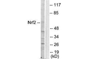Western blot analysis of extracts from HuvEc cells, using Nrf2 Antibody. (NRF2 antibody  (AA 556-605))